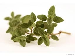 Lá Thơm các loại:Oregano,Basil,Parsley,Tarragon,Bay leaf,Rosemary,Thyme!