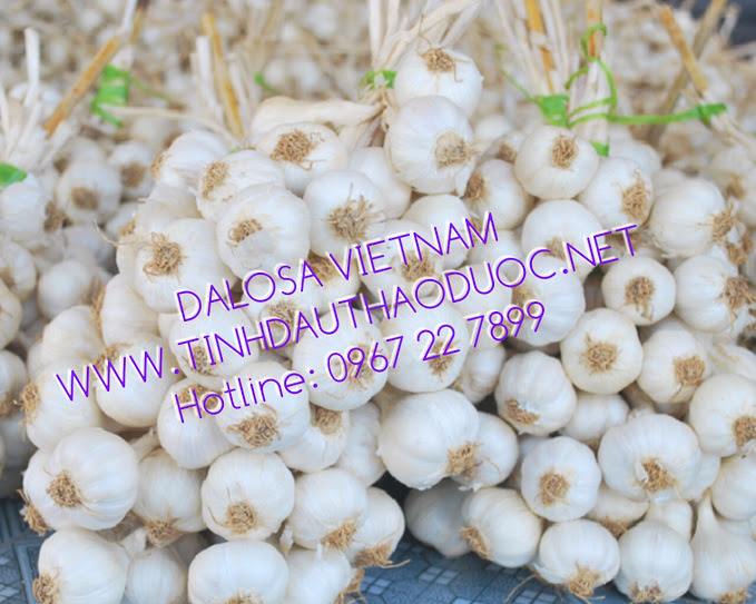 TINH DẦU TỎI 1KG