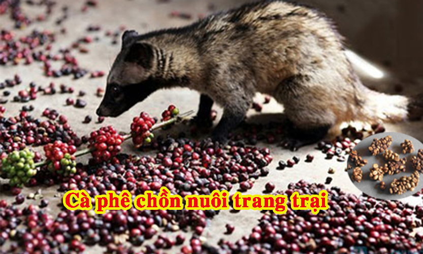 CÀ PHÊ CHỒN NUÔI TRANG TRẠI LOẠI 1